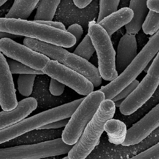 Coli bacteria